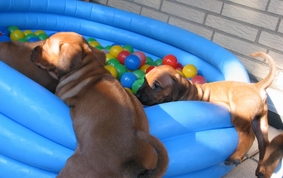 "Wasser w�re bei der Hitze echt besser"