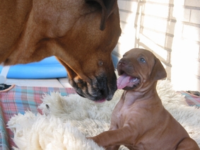 Missie und Frau Gelb