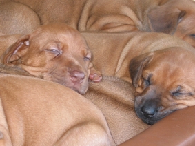 Babies brauchen viel Schlaf