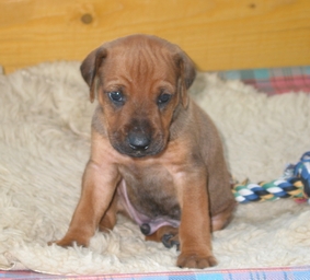 Ein Blick zum Herz erweichen