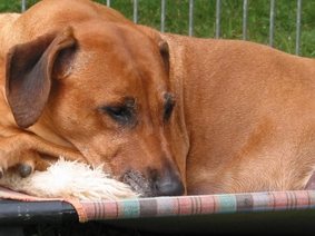 Missie of Ginba�s Hero