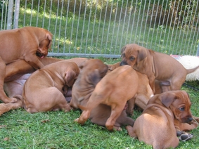 Missie ist wirklich sehr geduldig.