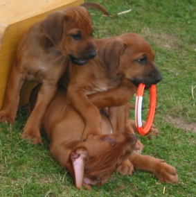 Fennek, Seven und Massai