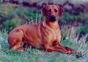 Missie of Ginba�s Hero