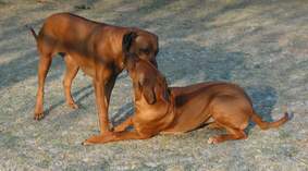 Flair diszipliniert Missie