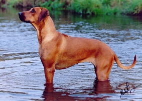 Frauchens Lieblingsfoto